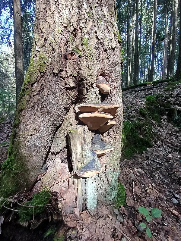 Piepju iezīmēta Koka gara seja