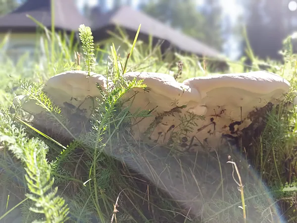 Saelpoties un sazināties var arī ar sēnēm