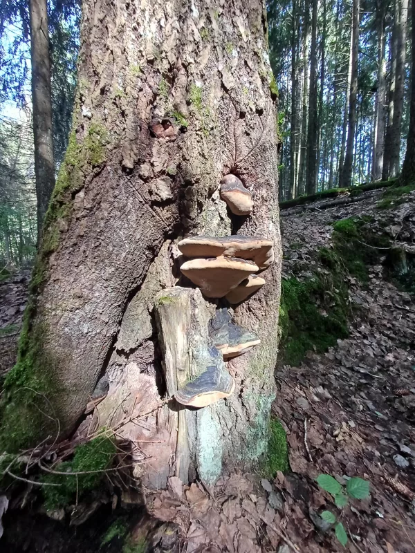 Nodarbība Pokaiņu mežā, Ozolu kurss